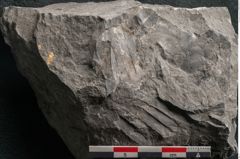 Foto (Detailansicht) von Plantae indet.  (NHMW-GEO-2024-0188-11204)